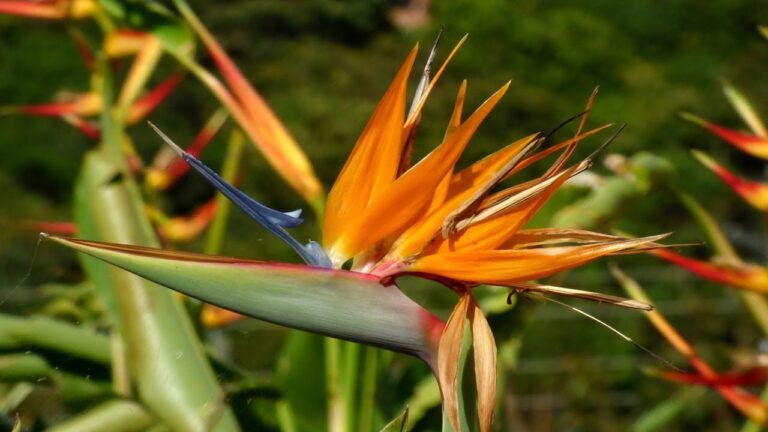 Plantas Ex&oacute;ticas: El Toque Perfecto para Jardines Modernos