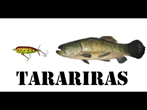 Selecci&oacute;n Efectiva de Se&ntilde;uelos para Pesca Recreativa