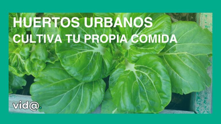 Alimentaci&oacute;n Saludable a trav&eacute;s de Huertos Urbanos