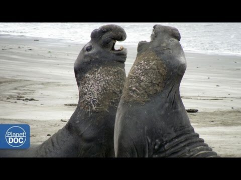 Biodiversidad Aviar en Acantilados Marinos