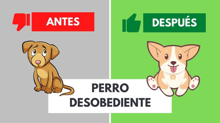 Momentos de Tranquilidad con tu Mascota en la Naturaleza