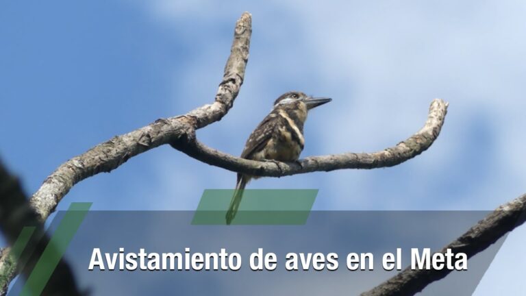 Descubriendo la Avifauna en Valles Verdes