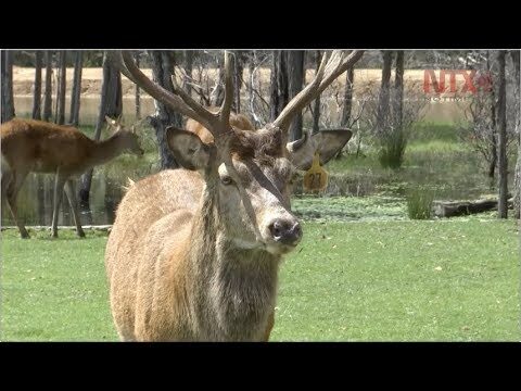 Criaderos Efectivos para la Conservaci&oacute;n de Fauna Silvestre