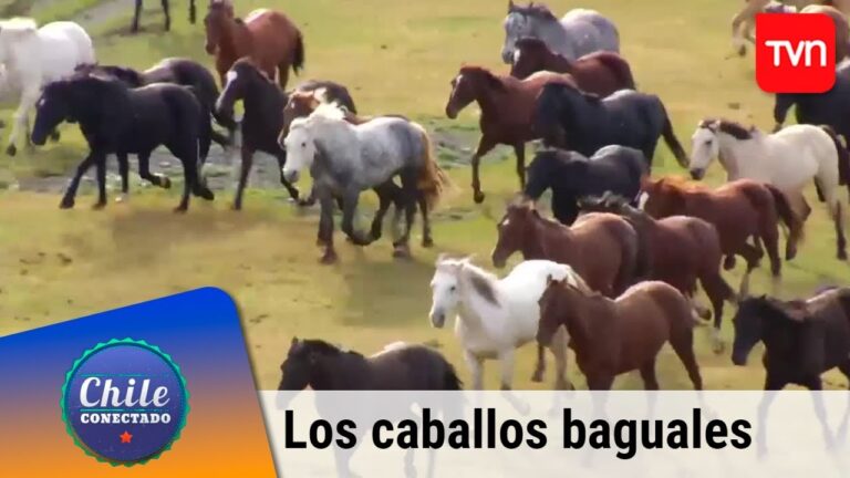 Avistamiento de Fauna en Reservas de Caza