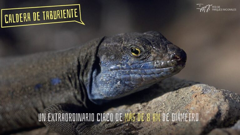 Explorando la Belleza de los Parques Naturales