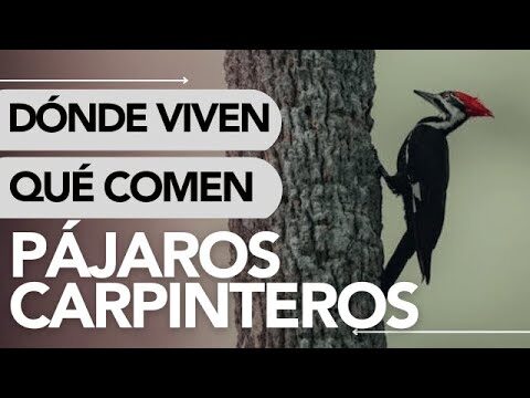 Conservaci&oacute;n de H&aacute;bitats de Aves en Praderas Abiertas