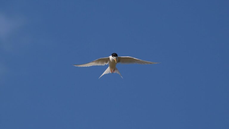 Avistamiento de Fauna en &Aacute;reas Protegidas: Conservaci&oacute;n y Biodiversidad