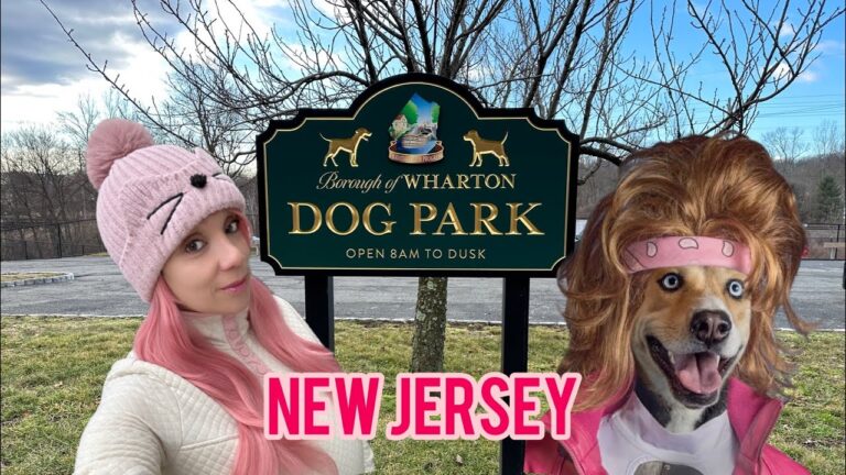 Parques para Perros en Movimiento: Espacios Activos para tu Mascota