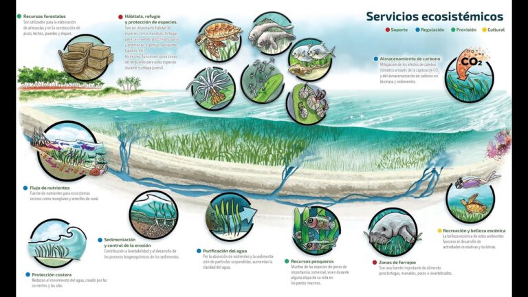 Impacto de las Reservas Marinas en la Restauraci&oacute;n de Arrecifes