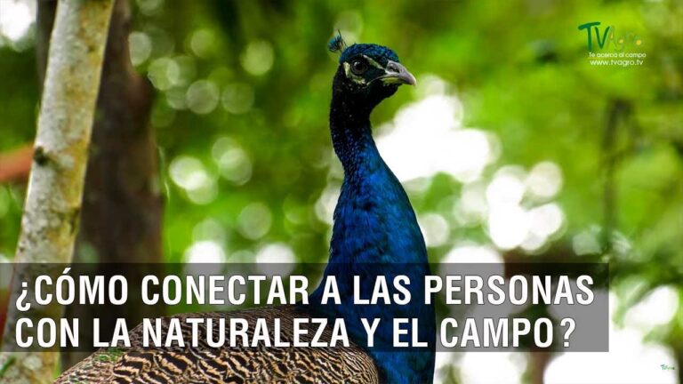 Conexi&oacute;n Natural: El Avistamiento de Animales como Experiencia Transformadora