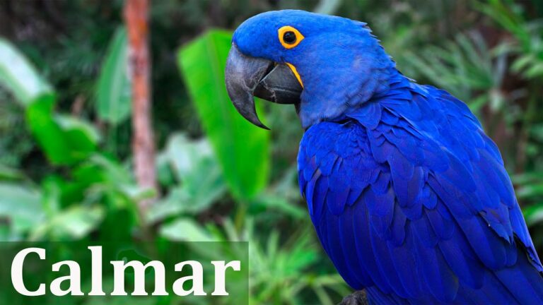 Armon&iacute;a y Relajaci&oacute;n en Entornos Naturales