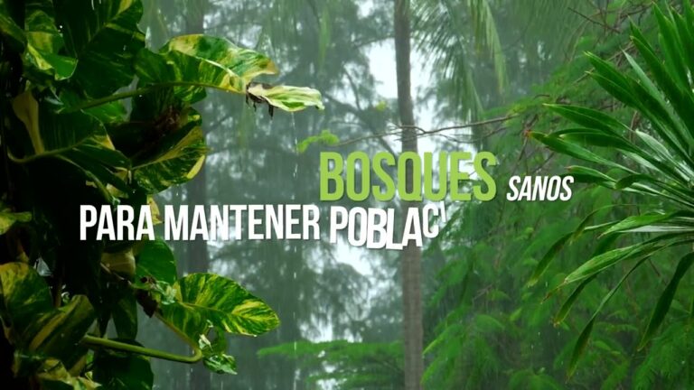 Encuentro con la Vida Silvestre en Bosques de Con&iacute;feras