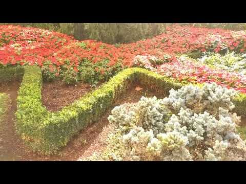 Armon&iacute;a Vegetal en el Dise&ntilde;o de Jardines