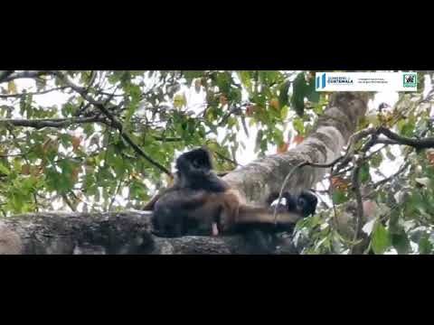 Programas de Rescate de Fauna en &Aacute;reas Protegidas: Estrategias y &Eacute;xitos