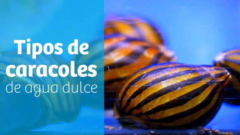 Mantenimiento Efectivo de Embalses para la Prevenci&oacute;n de Plagas