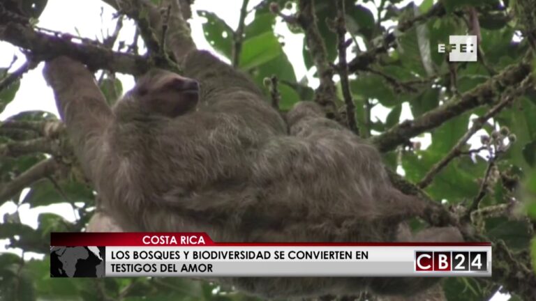 Bodas Sostenibles en Entornos Verdes al Aire Libre
