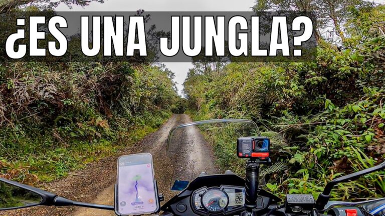 Explorando Aventuras en Bosques Frondosos