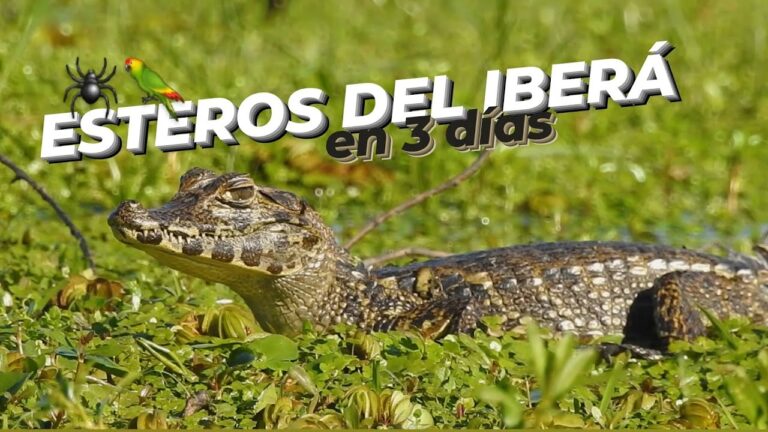 Descubre la Magia de la Excursi&oacute;n de Avistamiento de Aves en Humedales