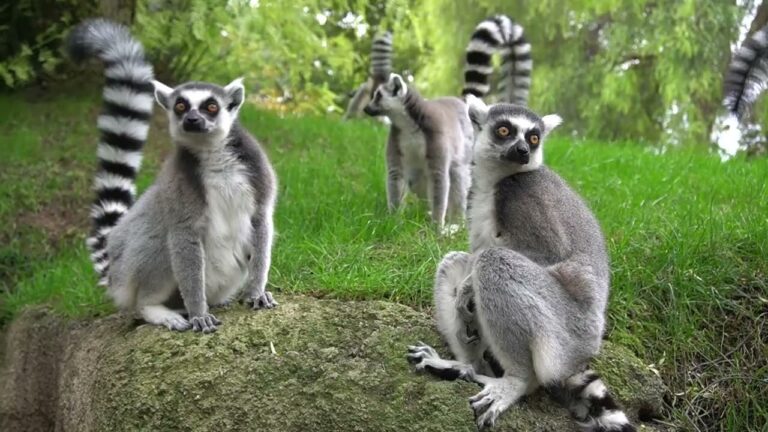 Belleza Natural en Parques de Monta&ntilde;a