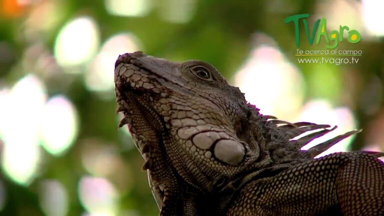 Explorando la Fauna en su H&aacute;bitat Natural