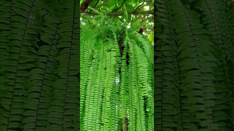 Jardines Sombreados: Espacios Accesibles para Todos