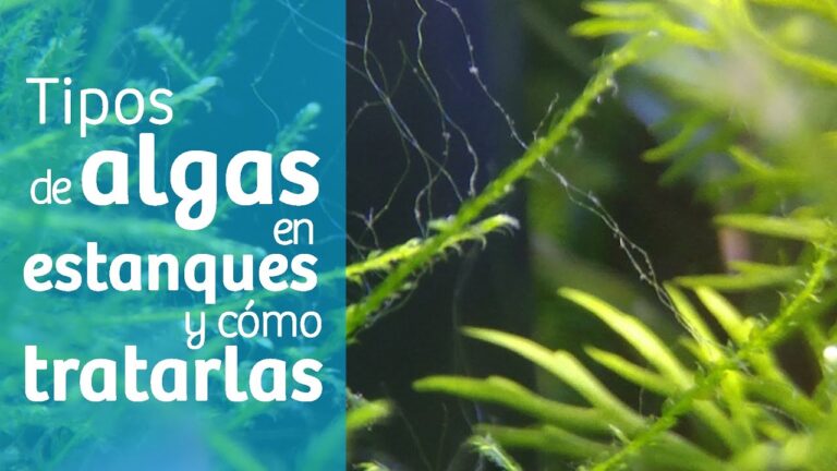 Control Efectivo de Plagas Acu&aacute;ticas en Pantanos