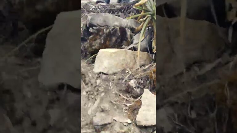 Explorando Senderos en Bosques Frondosos