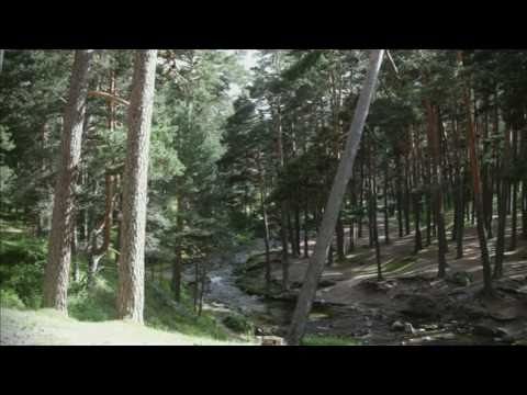 Sostenibilidad en la Gesti&oacute;n Forestal y Monta&ntilde;osa