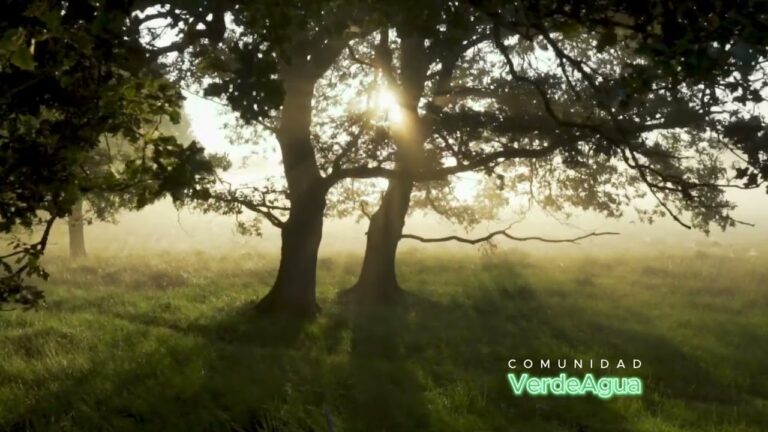 Senderismo en Bosques y Montes Públicos: Conexión con la Naturaleza