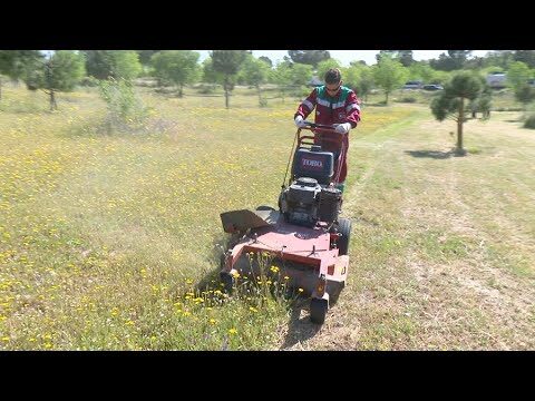 Explorando la Biodiversidad en Espacios Verdes Urbanos