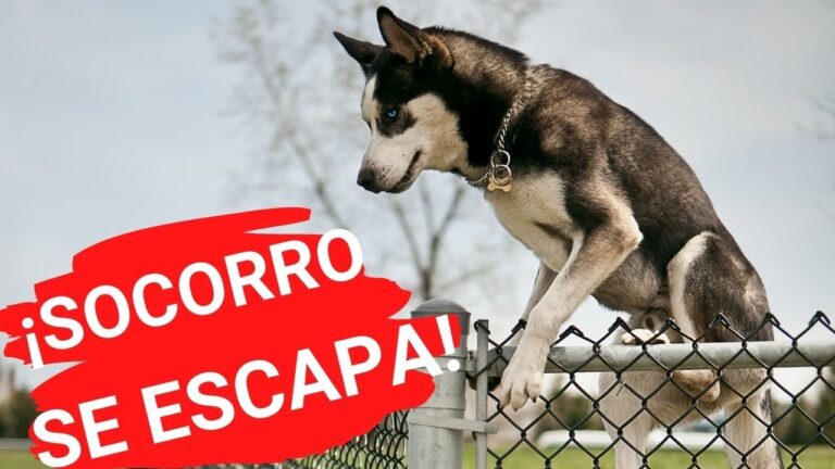 Recintos Verdes: Espacios Ideales para Pasear a tu Mascota