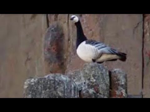 Aves que Anidan en Acantilados: Especies y H&aacute;bitos