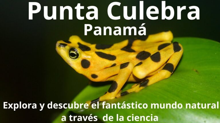 Senderos para Caminar en Espacios Recreativos: Una Gu&iacute;a de Exploraci&oacute;n