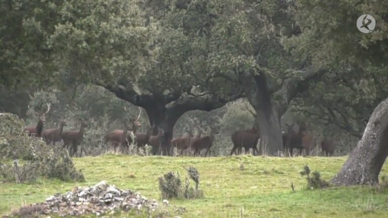 Gu&iacute;a Completa sobre Zonas de Caza Mayor y Menor