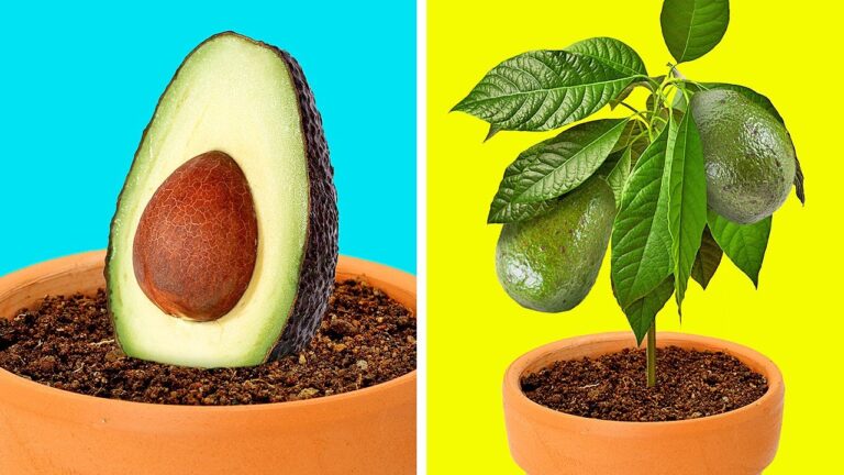 Diversi&oacute;n y Juegos en Jardines Bot&aacute;nicos