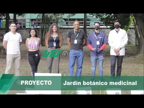 Explorando la Inmersi&oacute;n en la Vegetaci&oacute;n de Jardines Bot&aacute;nicos