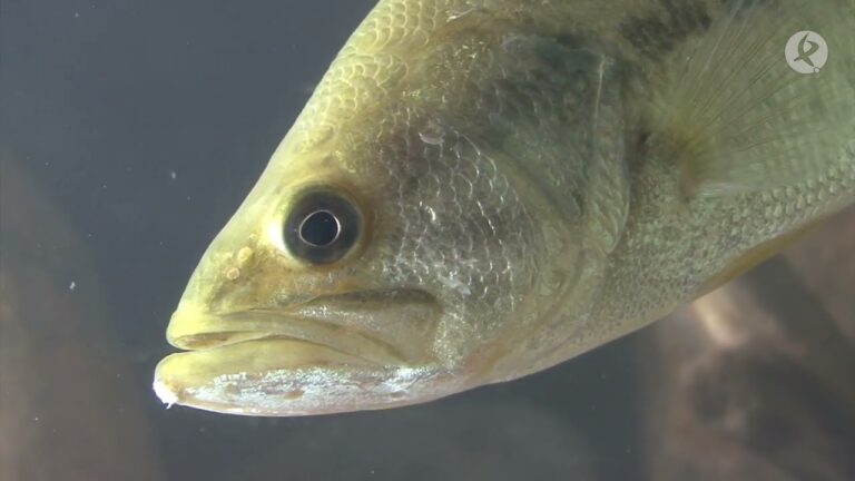 Bellezas Naturales de Pantanos y Embalses