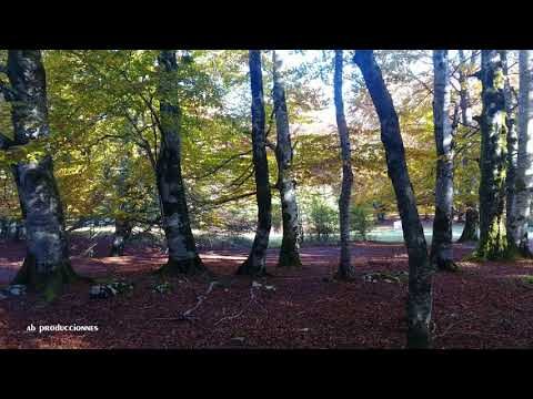 Senderismo en Bosques Frondosos