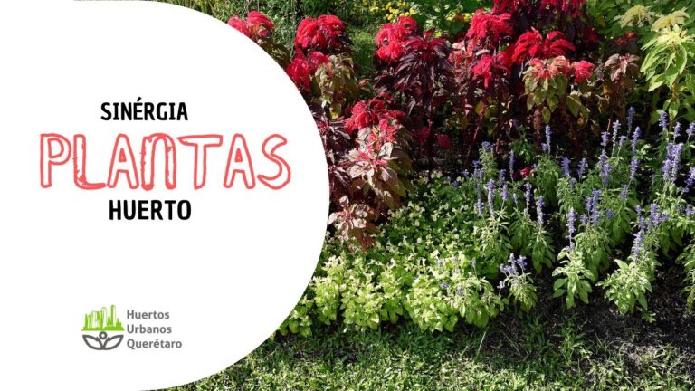 Beneficios de los Jardines y Huertos Urbanos para la Biodiversidad
