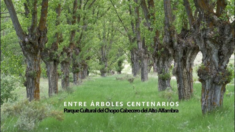 Descubriendo la Magia de los Parques Urbanos con Árboles Centenarios