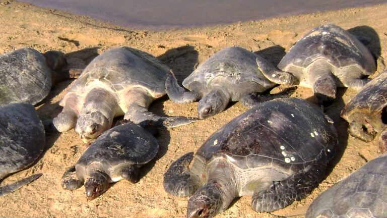 Trabajo en Equipo para la Conservación de Reservas Marinas