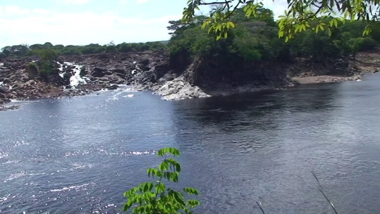 Conexión Natural: La Flora Exótica en Parques