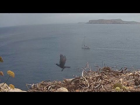 Diversidad de H&aacute;bitats de Aves en Ca&ntilde;ones Profundos
