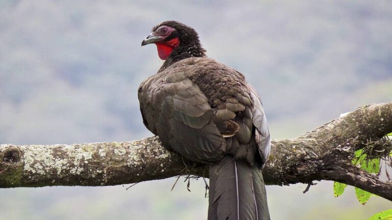 Refugios de Vida Silvestre en &Aacute;reas Protegidas: Conservaci&oacute;n y Biodiversidad