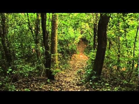 Estrategias Efectivas para la Conservaci&oacute;n de Especies en Santuarios de Fauna