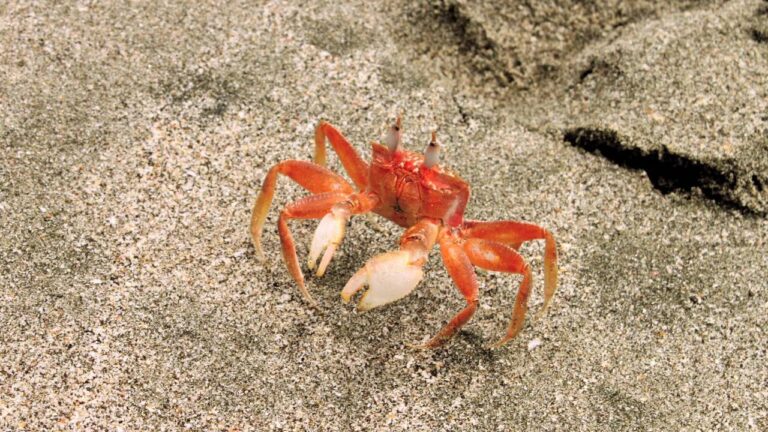 Impacto Ambiental de las Reservas Marinas