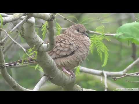 Observación de Pájaros Silvestres en Áreas Naturales