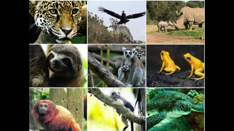 Crianza en Cautiverio: Clave para la Conservación de Especies en Peligro