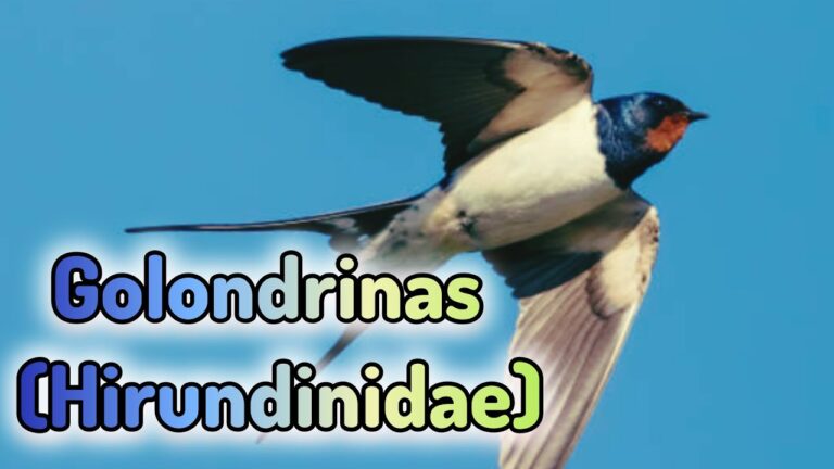 Aves Migratorias en Acantilados: Adaptaciones y Desaf&iacute;os