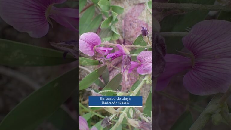 Riqueza Natural de Playas y Dunas